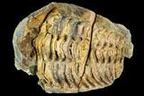 Fossil Calymene Trilobite Nodule - Morocco #106629-2